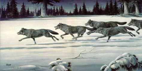 signed by me: Wolves as a pack!! Wolf Dreamcatcher, Wolf Running, Werewolf Aesthetic, North American Wildlife, Wolf Images, Fox Dog, Wolf Painting, Wolf Photos, Wild Kingdom