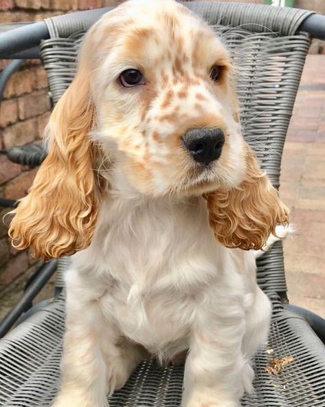 12 Reasons Why You Should Never Own Cocker Spaniels | The Paws Golden Cocker Spaniel, Cocker Spaniel Puppies, Cocker Spaniel Dog, Cocker Spaniels, Spaniel Puppies, Spaniel Dog, Cute Dogs And Puppies, Scottish Terrier, Golden Retrievers