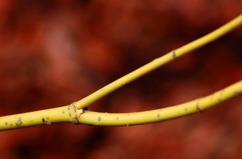 Yellow Twig Dogwood: You Know This Dog by Its Bark: Yellow twig dogwood bushes are grown mainly for their bark color. Yellow Twig Dogwood Landscape, Redtwig Dogwood, Red Stem Dogwood, Dogwood Bush, Variegated Red Twig Dogwood Shrub, Dogwood Shrub, Yellow Twig Dogwood, Propagating Hydrangeas, Logo Garden