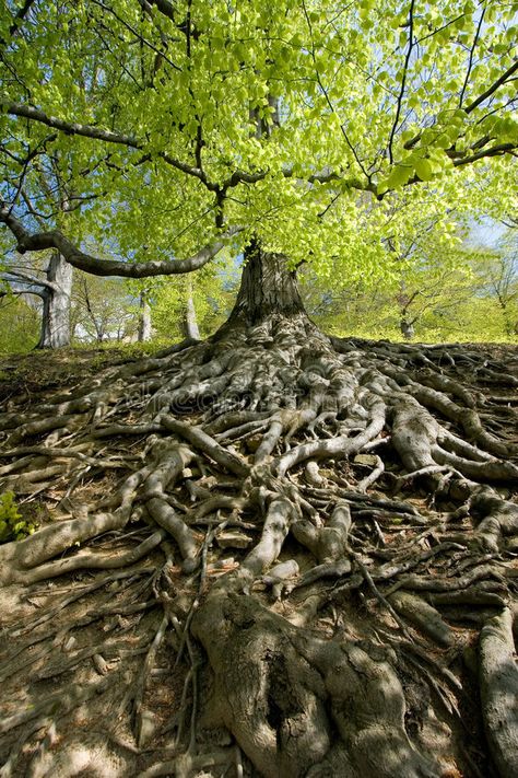 Tree Roots Above Ground, Tree Roots Photography, Hazel Tree, Forest Spirits, Fantasy Tree, Dead Girl, Tree Root, Giant Tree, Beech Tree