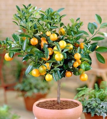 dwarf grapefruit tree Citrus Tree Indoor, Turf Landscaping, Indoor Fruit Trees, Grapefruit Tree, Growing Citrus, Kumquat Tree, Miniature Fruit, Planting Tools, Plants Outdoor