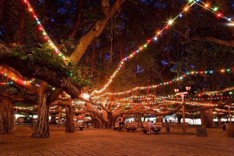 3. Lahaina Banyan Court Park Christmas In Hawaii, Christmas Trips, Honolulu City, Best Christmas Light Displays, Big Island Travel, Christmas Towns, Famous Trees, Living In Hawaii, Hawaii Christmas