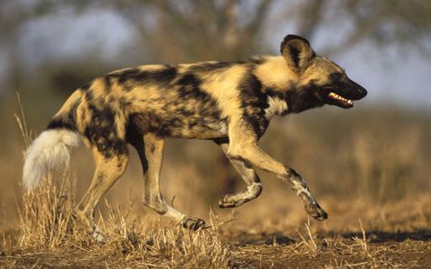 African Hunting Dog, Zoo Park, Dog Running, Wild Dog, Africa Animals, African Wild Dog, Wildlife Safari, Rare Animals, The Fox And The Hound