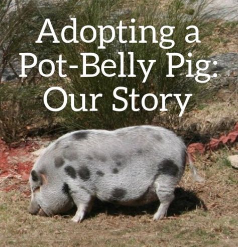 Have you ever wondered what it would be like to have a pet pig? This is the story of our family's adoption of a pig we call Wilbur. Potbellied Pigs, Potbelly Pigs, Pig Shelter, Pot Belly Pig, Spiritual Animals, Pig Photo, Pig Facts, Pig Showing, Raising Pigs