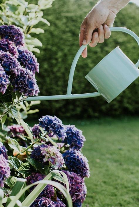 Here's how to water your hydrangeas the right way. Use these irrigation tips and tricks for mopheads, oakleafs, and more. #gardenideas #gardening #hydrangeas #summergardening #gardeningtips #southerngardening #southernliving Watering Hydrangeas, French Hydrangea, Big Leaf Hydrangea, Hydrangea Varieties, Smooth Hydrangea, Panicle Hydrangea, Hydrangea Bloom, Hydrangea Bush, Oakleaf Hydrangea