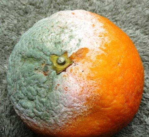 Please, please send us the pic ASAP! We can take care of any damaged fruit by shipping a replacement on the very next shipment! Why wait? Rotten Orange, Plant Pathology, Rotten Fruit, Navel Oranges, Citrus Sinensis, Orange Fruit, The Science, Disease, Molding