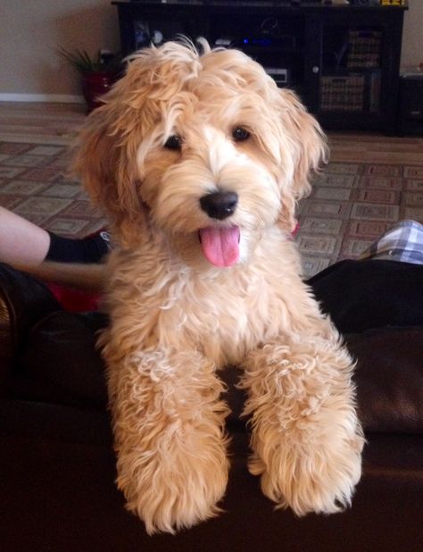 Australian Labradoodle puppy Labradoodle Pictures, Goldendoodle Grooming, Australian Labradoodle Puppies, Labradoodle Dog, Dog Crossbreeds, Australian Labradoodle, Labradoodle Puppy, Yorkie Dogs, Yorkshire Terrier Puppies