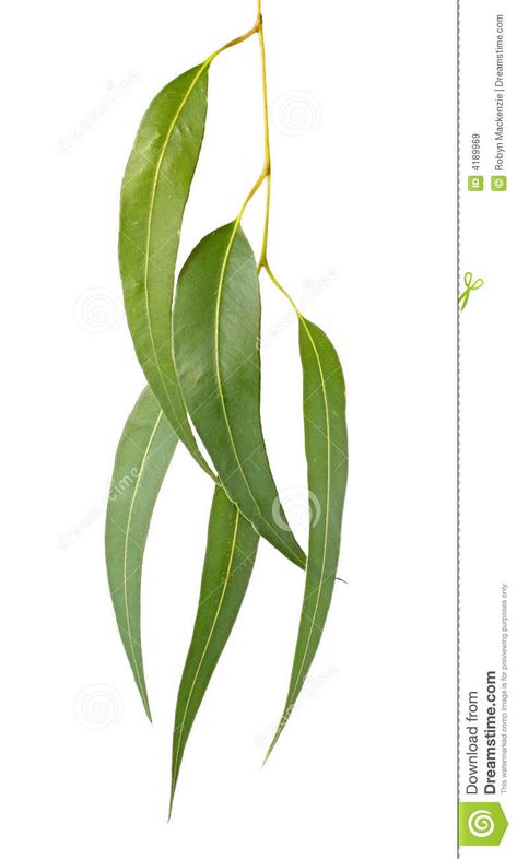 Photo about Gum leaves, isolated on white. Eucalyptus tree leaves make a graceful design element. Image of eucalyptus, isolated, branch - 4189969 White Eucalyptus, Plant Sketches, Gum Leaves, Willow Trees, Feuille Eucalyptus, Leaf Photography, Lijiang, Australian Native Flowers, Plant Art Print