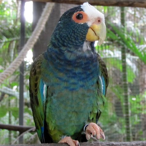 White-capped Pionus Pionus Parrot, Animal Photos, White Caps, Wildlife Animals, Bird Species, Animal Photo, Pet Birds, Mammals, Parrot