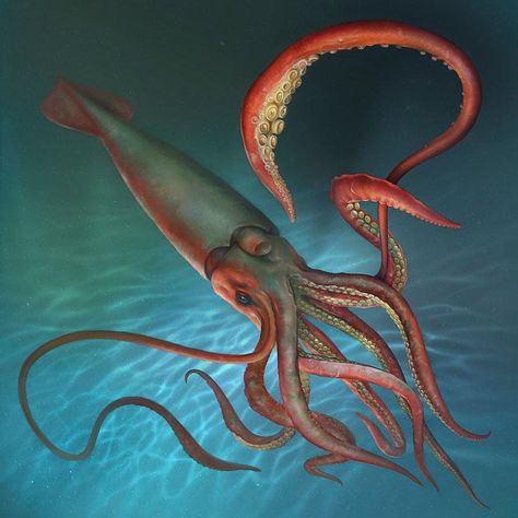 Squid Photography, Squid Tentacles, Diver Art, Tentacle Art, Dragon Fish, Giant Squid, Mako Mermaids, Sea Serpent, Deep Sea Creatures