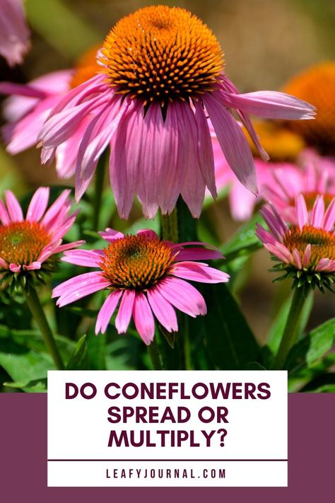 Do Coneflowers Spread Or Multiply Cone Flowers Landscaping, Deer Proof Plants, Deer Repellant, Cone Flowers, Deer Resistant Plants, Fragrant Plant, Poisonous Plants, Common Cold, Daylilies