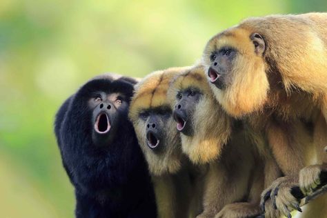 Howler Monkey Facts (Alouatta) Howler Monkey, Australian Photographers, Wild Beauty, Baboon, Animal Facts, Primates, Wildlife Photography, Monkeys, Facts About