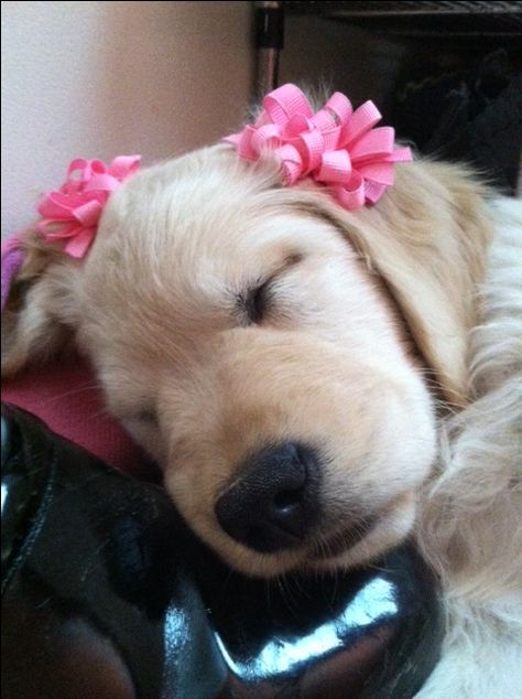 ... Retriever Puppy, Dogs Golden Retriever, Retriever Dog, Baby Dogs, Animals Friends, Dog Pictures, I Love Dogs, Dog Love, Animals And Pets