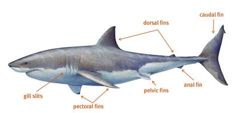 Shark anatomy Great White Shark Anatomy, Shark Reference, Ocean Drawings, Shark Anatomy, Shark Board, Animale Marine, Snake Sketch, Shark Sculpture, Ocean Drawing