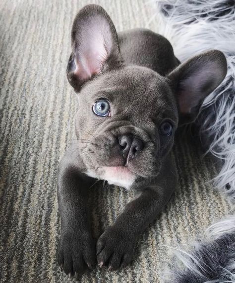 The cutest little French Bulldog with blue eyes and a gray coat. Obsessed with this lil nug. Grey Dog With Blue Eyes, Blue Frenchie Puppy, French Bulldog Blue Eyes, Dogs With Blue Eyes, Grey French Bulldog Puppy, Gray French Bulldog, Grey Bulldog, Blue French Bulldog, Blue French Bulldog Puppies