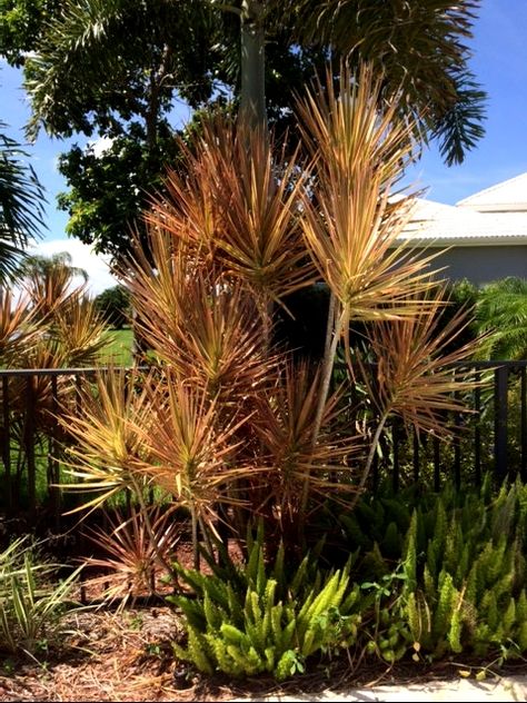 pink dracena here and there Dracena Tricolor, Dracena Marginata, Drought Tolerant Landscape, London Park, Landscaping Plants, Drought Tolerant, Outdoor Garden, Front Yard, Yard