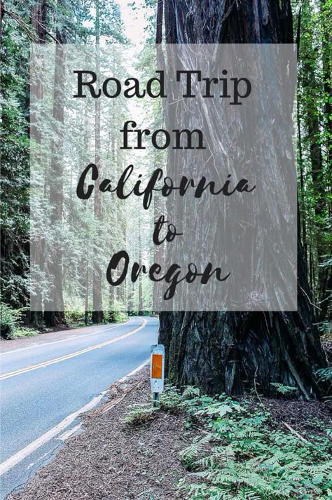 Where to eat, sleep & stay along Highway 1 and Highway 101 | Road trip from San Francisco to Portland Highway 101 Road Trip, Oregon Roadtrip, Highway 101, Oregon Trip, Oregon Road Trip, The Oregon Trail, Mammoth Cave, West Coast Road Trip, Highway 1