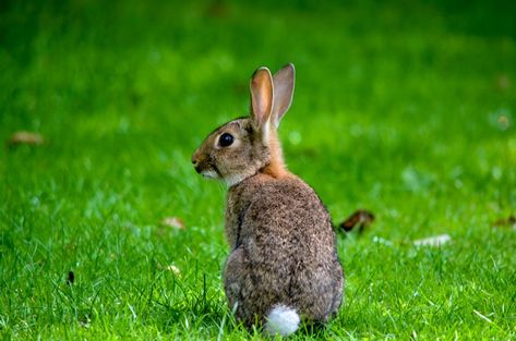 Rabbit Species, Eastern Cottontail, Cottontail Rabbit, Hotel Des Invalides, Nature Story, Rabbit Pictures, Rabbit Eating, Baby Rabbit, Facts For Kids