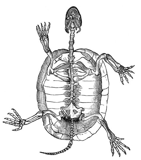 Tortoise Skeleton Turtle Anatomy Drawing, Skeleton Animals Drawing, Animal Skeleton Drawing, Tortoise Skeleton, Turtle Skeleton, Internal Anatomy, Skeleton Clipart, Animal Skeleton, Skull Reference