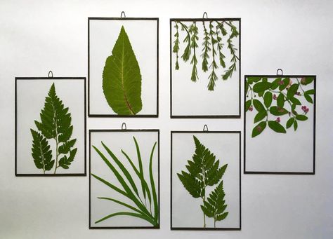 Pressed Plants, Stained Glass Frames, Diy Mural, Framed Leaves, Wall Art Ideas, Leaf Wall, Pressed Flower Art, Leaf Wall Art, Green Wall Art