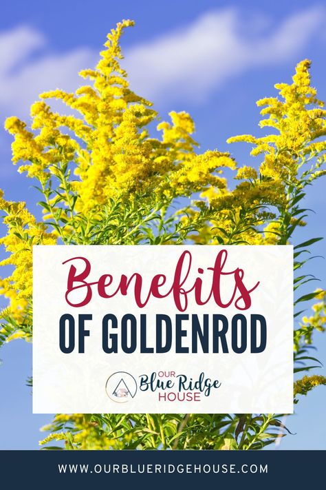 10 Health Benefits of Goldenrod - Our Blue Ridge House Canada Goldenrod Uses, How To Use Goldenrod, Benefits Of Goldenrod, Goldenrod Infused Honey, Golden Rod Tea, Goldenrod Medicinal Uses, Goldenrod Oil Uses, Goldenrod Tincture Benefits, Goldenrod Tea Recipe