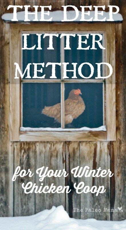 The Deep Litter Method for Your Winter Chicken Coop How To Winterize Chicken Coop, Chicken Coop Heating Ideas, Winter Chicken Coop, Deep Litter Method, Urban Chicken Farming, Chickens In The Winter, Laying Chickens, Portable Chicken Coop, Diy Chicken Coop Plans