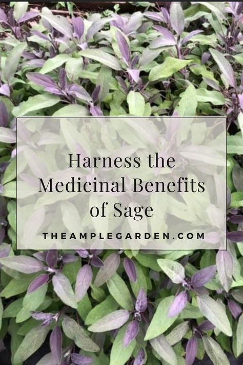 Harness the medicinal benefits of sage. Learn how to grow and harvest sage to use as a tea that treats symptoms from the common cold to menstrual cramps. Sage Plant Benefits, Benefits Of Sage Tea, Alternative To Burning Sage, How To Harvest Sage Fresh Herbs, Benefits Of Sage, Herb Companion Planting, Sage Benefits, Sage Uses, Growing Sage