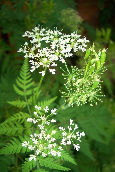 Sweet Cicely, Sweet Fern, British Wild Flowers, Beth Chatto, Natural Furniture, Furniture Polish, English Cottage Garden, Moon Garden, Forest Garden