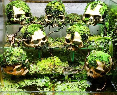 Vivarium For Snakes, Cool Snake Enclosure Ideas, Live Plant Reptile Terrarium, Snake Tanks Ideas, Bioactive Snake Tank, Cute Snake Tank Ideas, Snake Setup Ideas, Frog Habitat Aquarium, Snake Aquarium Ideas