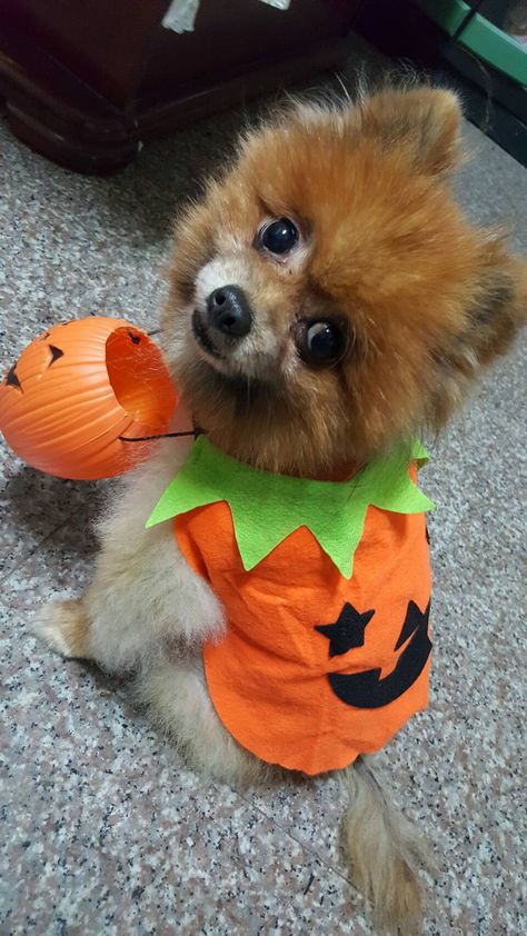 happy halloween Dog Halloween Costumes, Dog Costumes, Dog Halloween, Happy Halloween, Halloween Costumes, Teddy Bear, Puppies, Halloween, Dogs