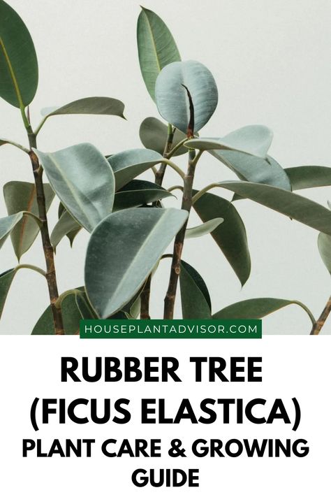 Looking for an interesting indoor plant that's easy to care for? Look no further than the rubber tree! This blog post covers everything you need to know about growing and caring for a rubber tree, from watering tips to common problems and solutions. Plus, we've included some beautiful photos of this lush green plant in action. So go ahead and give the rubber tree a try – you won't be disappointed! Rubber Tree Plant, Plant Training, Tree Stakes, Houseplant Care, Ficus Elastica, Things To Remember, Rubber Tree, Liquid Fertilizer, Tree Care