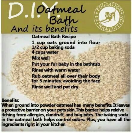 Oatmeal bath for dogs healthy skin Oatmeal Bath For Dogs, Diy Oatmeal Bath, Diy Oatmeal, Dog Skin Care, Spoiled Dog, Itchy Dog, Oatmeal Bath, Dog Remedies, Bath Recipes