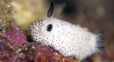 Fluffy Bunny Japanese Sea Slugs Are Just Begging To Be Cuddled - a Myth Bunny Slug, Sea Rabbit, Sea Bunnies, Sea Bunny, Weird Sea Creatures, Sea Slugs, Salt Water Fish, Underwater Sea, Artificial Christmas Garland