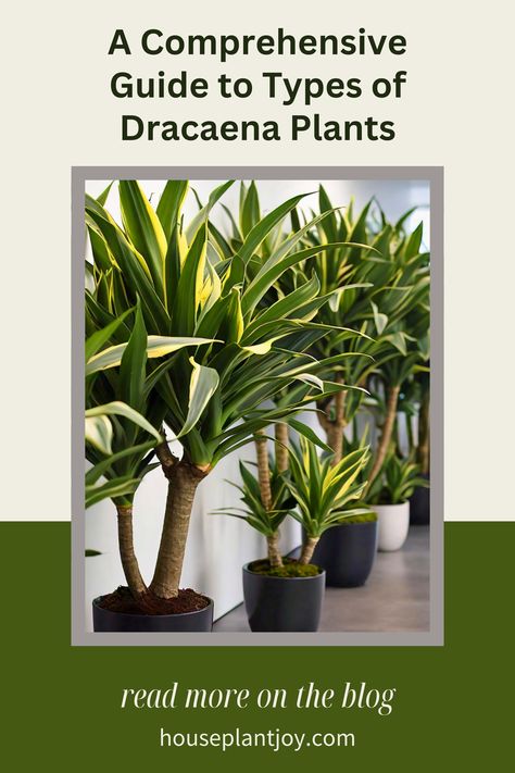 Dracaena: A Green Gem for Every Home! 🪴🌿
Discover the Beauty and Versatility of These Low-Maintenance Plants
#dracaena #houseplants #indoorplants #plantlover #homedecor Dracaena Fragrans, Dracaena Plant, Green Gem, Low Maintenance Plants, Green Gems, Nature Indoors, Plant Lover, Low Maintenance, Indoor Plants