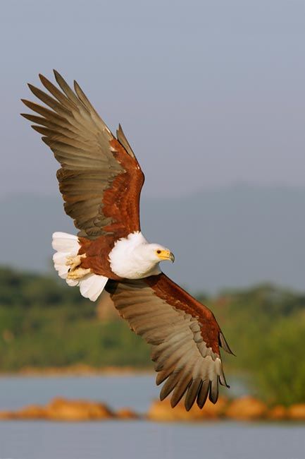 The Tellerassar - those who can shape-shift into the likeness of fish eagles :D African Fish Eagle, South African Birds, Fish Eagle, Eagle Pictures, Image Nature, The Eagles, Airbrush Art, An Eagle, African Wildlife