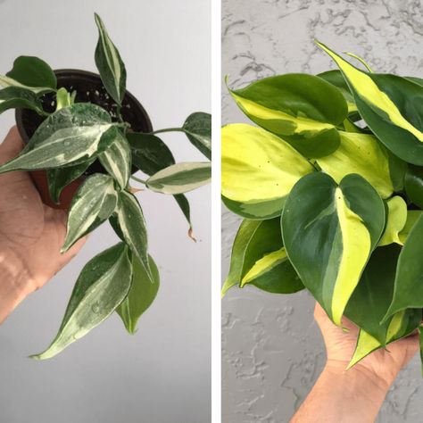 Philodendron Rio Vs Brasil [5+ Similarities and 9 Differences] Philodendron Rio, Philodendron Scandens, Heart Leaf Philodendron, Tropical Rainforest, Leaf Coloring, Tropical Plants, Deep Green, Gardening Tips, Green Leaves