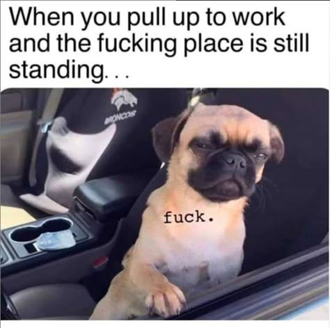 Work Humour, Work Funnies, Grumpy Cats, Workplace Humor, Work Funny, Nursing Humor, Work Quotes Funny, Nursing Memes, Work Jokes