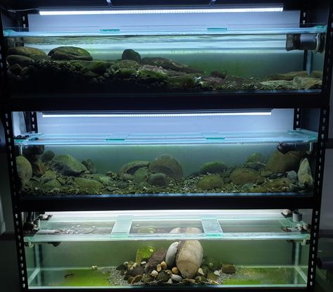 Custom built central sump breeding system. Hillstream Loach, panda Loach and panda garra in bottom tank.  Each tank holds 135L or 36gal  Pump sits about 4500L/h and fish hardly notice it. Chiclids Tank Ideas, Hillstream Aquarium, Hillstream Loach, Aqua Scaping, Aquascape Ideas, Biotope Aquarium, Otters Cute, Aquarium Landscape, Passive Design