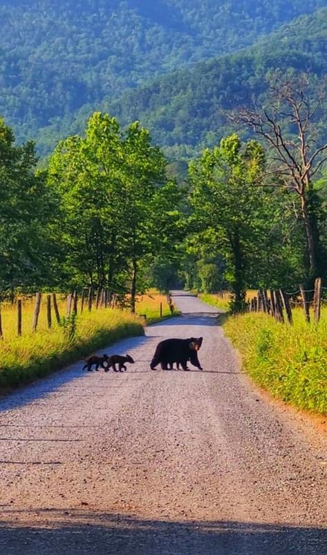 Cades Cove Photography, Smokey Mountains Vacation, Cades Cove Tennessee, Vision Board Pics, Gatlinburg Vacation, Black Bears, Gatlinburg Tennessee, Senior Trip, Cades Cove