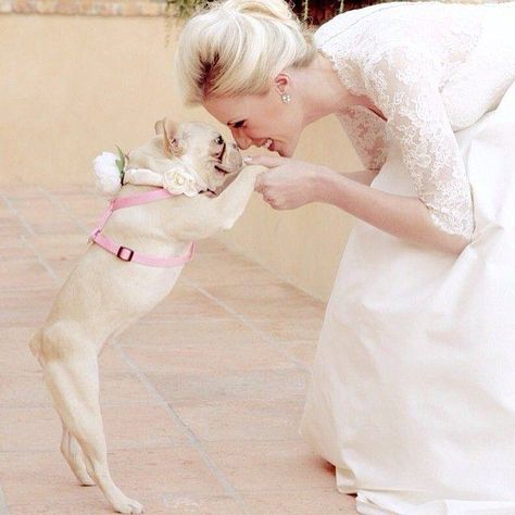 Frenchie Ring Bearer #french #bulldog #wedding #paggetto #boda #matrimonio #cane Dog Frenchie, Lovely Animals, French Bull, Dog Wedding, Smiling Face, Family Moments, French Bulldogs, Cutie Pie, Family Pet