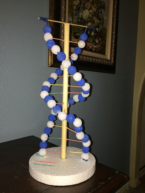 DNA Helix; My daughter and I created the helix with foam balls, string toothpicks and skewers.    Paint 1/2 of the foam balls one Color and use the white for the sugar and the other for the phosphate group.  Use colored toothpicks the the different bases.   One dowel rode for support and a glue gun.    She skews are used to put holes in the balls. Paint them in the skewer it is easier. Dna Helix Model, Double Helix Piercing Hoop, Double Helix And Conch, Dna Structure Model, Dna Double Helix Model, Dna Model Project, Helix Piercing Hoop, Double Helix Dna, Molecule Model