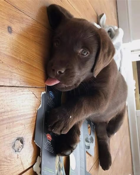 All Posts • Instagram Chocolate Lab Puppies, Lab Puppy, Cute Animals Puppies, Labrador Retriever Puppies, Very Cute Dogs, Really Cute Dogs, Lab Puppies, Labrador Puppy, Chocolate Lab