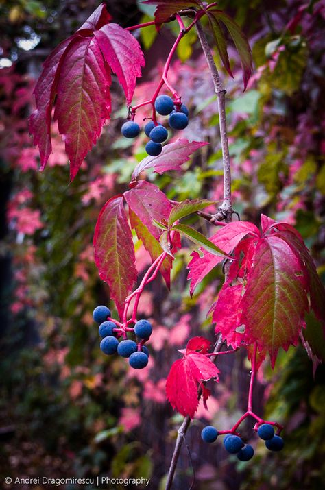 Berries Photography, Blue Harvest, Raindrops And Roses, Seasons Photography, Easter Flower Arrangements, Virginia Creeper, Autumn Beauty, Photorealism, Painting Lessons