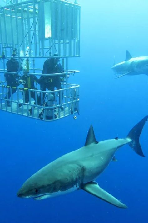 Shark Cage Diving Aesthetic, Shark Diving Aesthetic, Marine Rehabilitation, Orca Facts, Shark Cage Diving Cape Town, Shark Aesthetics, Ocean Predators, Whale Shark Diving, Oceanography Marine Biology