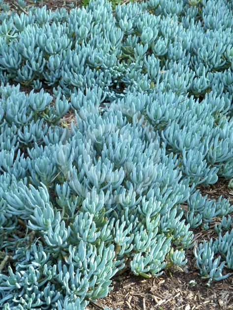 Senecio Blue Chalk Sticks, Australian Ground Cover, Australian Ground Cover Plants, Ground Cover Succulents, Australian Native Ground Cover, Blue Chalk Sticks Succulent, Senecio Serpens, Blue Chalk Sticks, Succulent Ground Cover