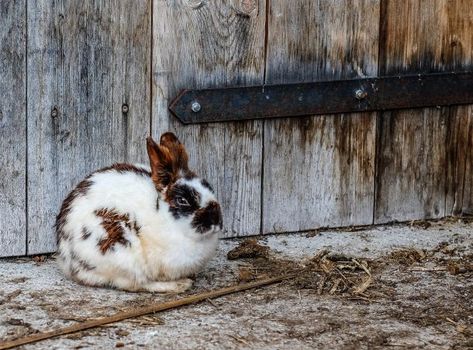 Rabbit Fact Sheet | Blog | Nature | PBS Litter Training Rabbits, Mini Rex Rabbit, Rabbit Facts, Raising Rabbits For Meat, Mini Lop Rabbit, Young Rabbit, Rabbit Farm, Rabbit Names, Meat Rabbits