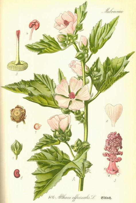 Malvaceae Althaea officinalis Drawtober 2023, Althea Officinalis, Marshmallow Plant, Marsh Mallow, Leila Duly, Marshmallow Flowers, Althaea Officinalis, Plant Arrangement, Mallow Flower