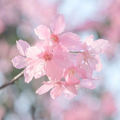 "🌺 Bloom on Your Table with Sakura Bowls! 🌸✨ 🌸 What’s your favorite way to add a touch of elegance to your table? Let me introduce you to something truly magical! Our cherry blossom-shaped bowls will transform your dining experience. Imagine the beauty of sakura blossoms 🌺 right on your table, making every meal special and elegant.✨ These bowls are lit AF! 🌺 Picture this: a serene, cherry blossom-filled scene as you enjoy your meal. Our sakura bowls aren't just dishes; they’re a piece of art... Sakura Blossoms, Sakura Aesthetic, Bae Gift, Lit Af, Cherry Blossom Cake, Cherry Blossom Wallpaper, Scenery Photos, Sakura Cherry Blossom, Elegant Dining