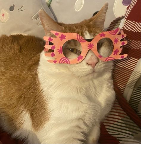 My cat Blaze being an absolute icon with his luna lovegood glasses handmade by mwah. Luna Lovegood Aesthetic Icons, Penelope Garcia Aesthetic, Luna From Harry Potter, Luna Lovegood Icon, Garcia Aesthetic, Luna Lovegood Outfits, Luna Lovegood Art, Pottah Parodies, Luna Lovegood Glasses