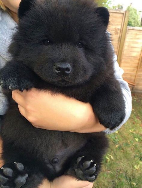 23 Perritos que parecen osos de peluche | Momentos dulces Black Chow Chow Puppies, Chubby Puppies, Chow Chow Puppy, Dog Facts, Cane Corso, Welsh Corgi, Cute Creatures, Chow Chow, Goldendoodle